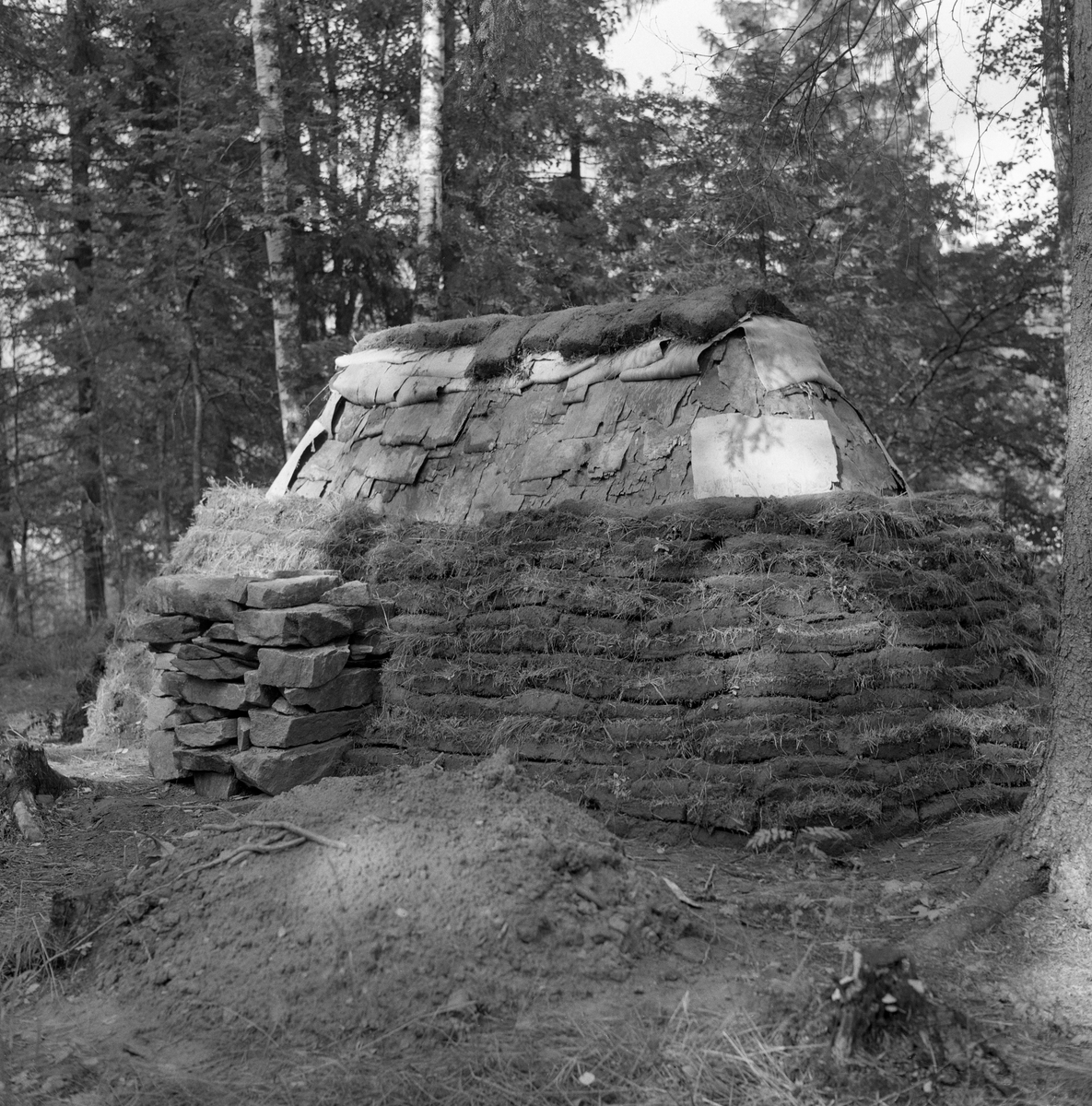 Oppsetting av rekonstruksjon av jordkoie fra Fordalen i Singsås i Norsk Skogbruksmuseums friluftsmuseum på Prestøya i Elverum i 1962. Her er det indre treskjelettet dekt med never, som skuille fungere som fuktsperre, og delvis med torv, som holdt nevra på plass og virket isolerende. Bakgrunnen for dette var at museumsbestyrer Tore Fossum ble invitert til Sør-Trøndelag på befaring sammen med en lokal gardbruker og to skogfunksjonærer. På denne turen kom de forbi ei sammenrast jordkoie, som vakte Fossums interesse for denne bygningstypen. Han ville gjenskape et slikt husvær på museet.

Den sammenraste koia som skulle rekonstrueres hadde en avlang form, og målte cirka 4 X 2 meter.  Når man kom inn døra var det en nedgravning (forsenkning) som var cirka 35 centimeter djup.  Rommet var ellers delt i to soner, begge om lag 70 centimeter brede.  Langs gropkantene på begge sider var det lagt rundkavler, som sannsynligvis skulle forebygge utrasing og gi sitteplasser.  I Singsås ble forsenkningene inne i jordkoiene kalt for «aprossa».  Over aprossa ble det lagt en halvkløvning, som kunne brukes som bord.  På begge langsidene var det sengeplasser og rom for utstyr.  Karene lå direkte på bakken, med lyng og bar som underlag. 

Skjellettet i koia besto av en bukk med fire bein.  Åsen, som bar taket, var kløvd og telgjet til av ei diger tørrfuru.  Den nevnte åsen var 233 centimeter lang og 43 centimeter bred.  Mot bukken var det reist vegger av kløvd tørrfuru, «gadd», avbrutt av en smal åpning for døra.  Mot denne åpningen var det stilt halvkløvninger som var litt kraftigere enn de øvrige, fordi de skulle tjene som dørkarmer.  Sjølve døra var en enkel, rektangulær lemkonstruksjon, lagd av to kløvde bord.  Den hadde ikke hengsler, men handtak som ble brukt når den skulle løftes til side så beboerne kunne komme inn eller ut.  Halvkløvningsveggene hadde også en åpning for grua, vis a vis døra.  Ilegget og skorsteinen gikk så å si i ett, for rommet var det trangt.  I grua ble det plassert ei slags skjerding, en «kjel-jarnstolpe» som folk sa i Singsås.  I jordkoia ble det imidlertid ikke brukt jern i denne innretningen, men heller et tiltelgjet stammestykke med en gjensatt greinstump som kjelehankene kunne henges på.  Kjelejarnstolpen gikk i spor oppe og nede, og kunne lett svinges inn over varmen og tilbake. Etter at grua var ferdigmurt, ble det lagt liggende kløvninger over.  Utvendig var de beskrevne bærekonstruksjonene dekt med never og torv.