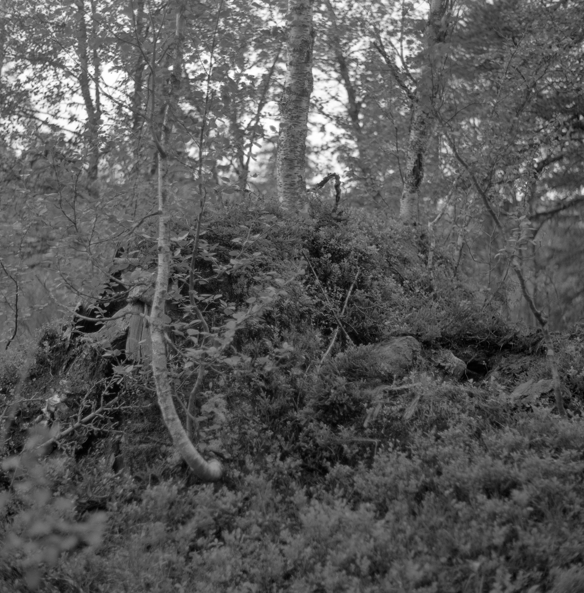 Sterkt begrodd jordkoie fra Fordalen i Singsås i Sør-Trøndelag i 1962. Fotografiet ble tatt da museumsbesyrer Tore Fossum fra Norsk Skogbruksmuseum var på befaring i dette området sammen med en lokal gardbruker og to skogfunksjonærer. På denne turen kom de forbi ei sammenrast jordkoie, som vakte Fossums interesse for denne bygningstypen. Han ville gjenskape et slikt husvær på museet.

Den sammenraste koia som skulle rekonstrueres hadde en avlang form, og målte cirka 4 X 2 meter.  Når man kom inn døra var det en nedgravning (forsenkning) som var cirka 35 centimeter djup.  Rommet var ellers delt i to soner, begge om lag 70 centimeter brede.  Langs gropkantene på begge sider var det lagt rundkavler, som sannsynligvis skulle forebygge utrasing og gi sitteplasser.  I Singsås ble forsenkningene inne i jordkoiene kalt for «aprossa».  Over aprossa ble det lagt en halvkløvning, som kunne brukes som bord.  På begge langsidene var det sengeplasser og rom for utstyr.  Karene lå direkte på bakken, med lyng og bar som underlag. 

Skjellettet i koia besto av en bukk med fire bein.  Åsen, som bar taket, var kløvd og telgjet til av ei diger tørrfuru.  Den nevnte åsen var 233 centimeter lang og 43 centimeter bred.  Mot bukken var det reist vegger av kløvd tørrfuru, «gadd», avbrutt av en smal åpning for døra.  Mot denne åpningen var det stilt halvkløvninger som var litt kraftigere enn de øvrige, fordi de skulle tjene som dørkarmer.  Sjølve døra var en enkel, rektangulær lemkonstruksjon, lagd av to kløvde bord.  Den hadde ikke hengsler, men handtak som ble brukt når den skulle løftes til side så beboerne kunne komme inn eller ut.  Halvkløvningsveggene hadde også en åpning for grua, vis a vis døra.  Ilegget og skorsteinen gikk så å si i ett, for rommet var det trangt.  I grua ble det plassert ei slags skjerding, en «kjel-jarnstolpe» som folk sa i Singsås.  I jordkoia ble det imidlertid ikke brukt jern i denne innretningen, men heller et tiltelgjet stammestykke med en gjensatt greinstump som kjelehankene kunne henges på.  Kjelejarnstolpen gikk i spor oppe og nede, og kunne lett svinges inn over varmen og tilbake. Etter at grua var ferdigmurt, ble det lagt liggende kløvninger over.  Utvendig var de beskrevne bærekonstruksjonene dekt med never og torv.