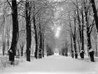 Griftegården i Linköping en snörik vinterdag 1898.