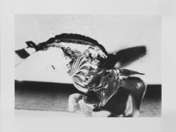 Ur serien: Perfume de Lumiere [Fotografi]