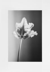 Ur serien: Perfume de Lumiere [Fotografi]