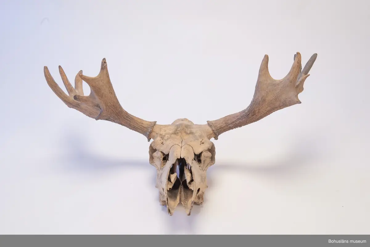 Älgkranium med horn. Hornen har sex resp. sju taggar. Saknar underkäke. Från Ljungskile.

Ur handskrivna katalogen 1957-1958:
Kranium av älg

Lappkatalog: KAB 13