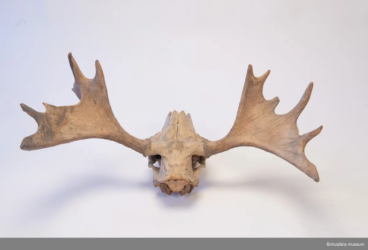 Älgkranium med horn. Hornen har sex resp. sju taggar. Saknar underkäke. Från Ljungskile.

Ur handskrivna katalogen 1957-1958:
Kranium av älg

Lappkatalog: KAB 13