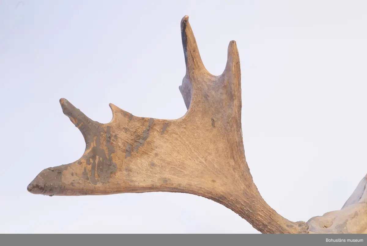 Älgkranium med horn. Hornen har sex resp. sju taggar. Saknar underkäke. Från Ljungskile.

Ur handskrivna katalogen 1957-1958:
Kranium av älg

Lappkatalog: KAB 13
