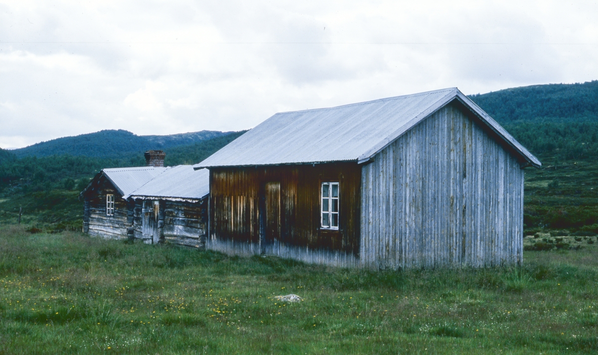 Staisæter