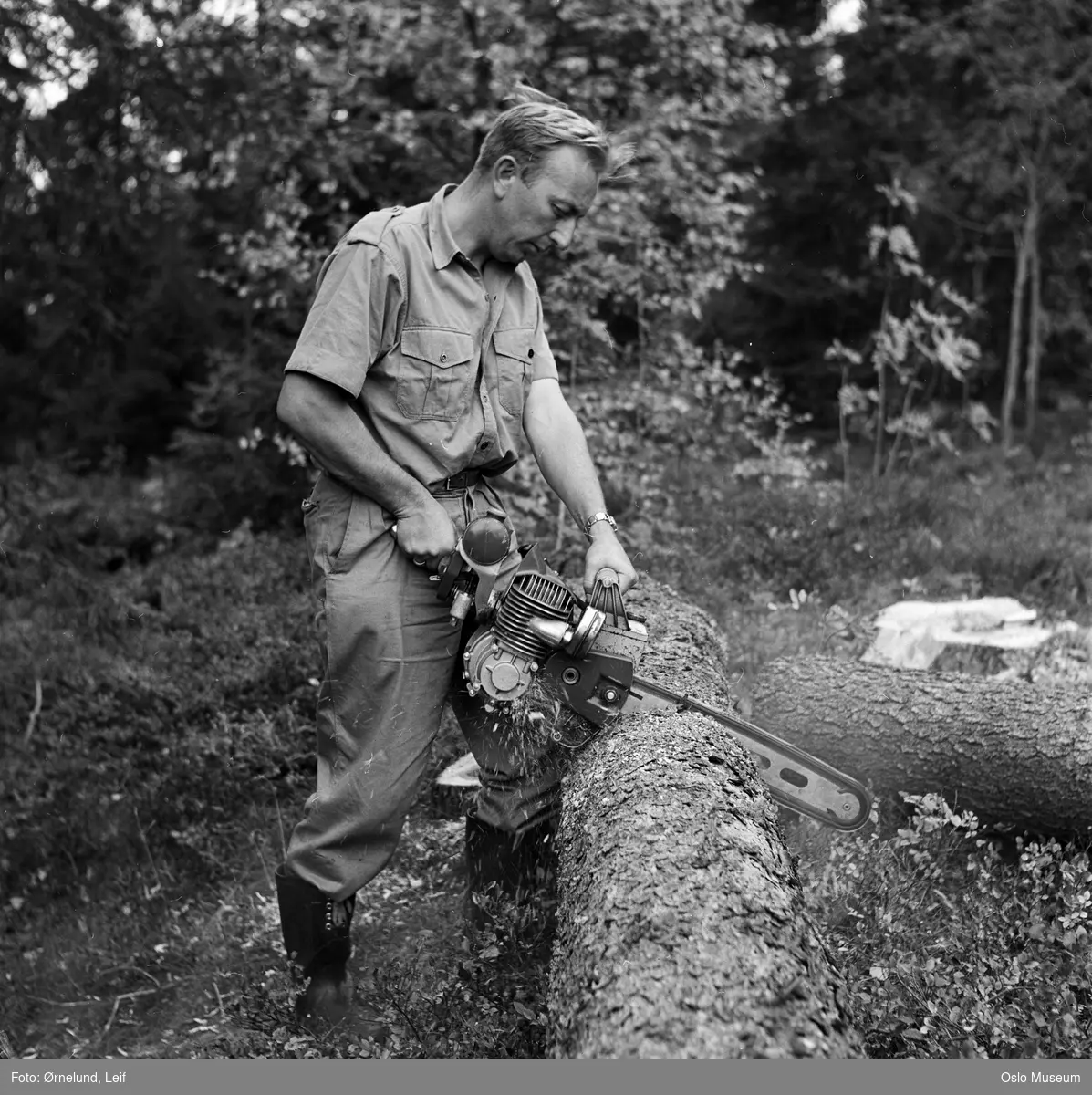 skog, mann, motorsag