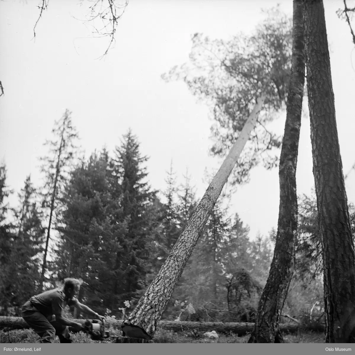 skog, mann, motorsag, fallende tre