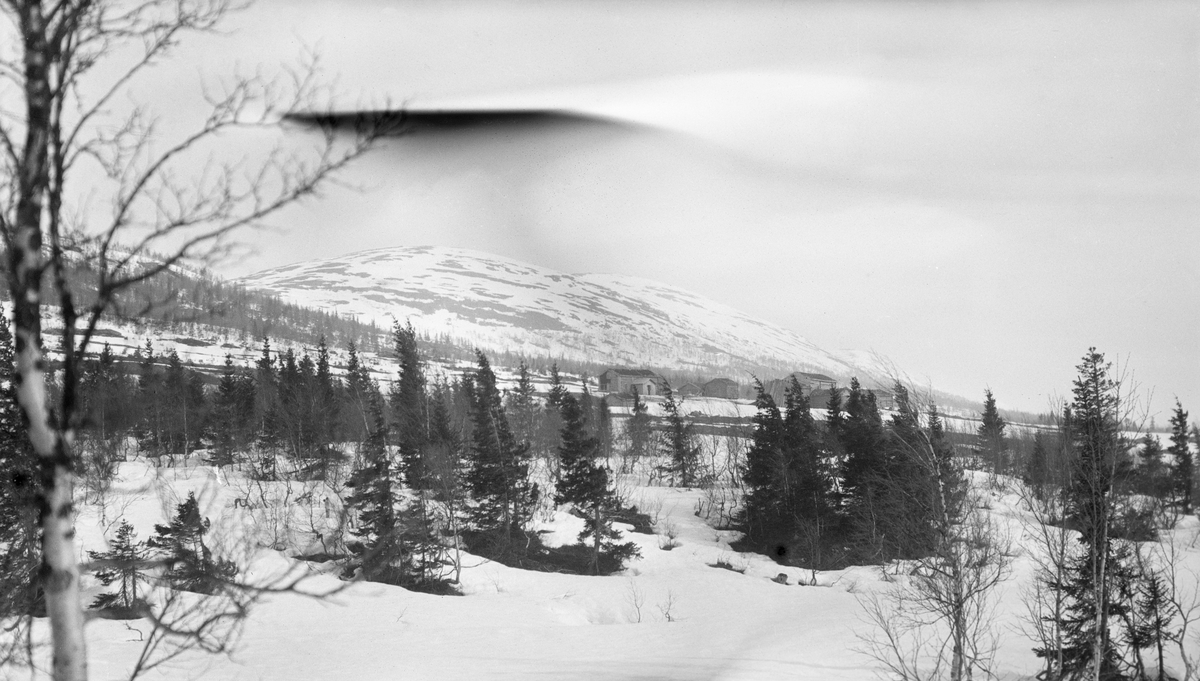 Landskapsfotografi fra Øvre Fiplingdalen i Grane.  Opptaket er tatt i mai, men snøen ligger fortsatt. Bildet er tatt oppover ei li.  I forgrunnen vokser det gran og bjørk, som bøyer seg i vinden.  Bakkenfor denne litt glisne skogen ses gardstunet på Bjørkjønnli gard omgitt av snødekte grasvoller.  Ovenfor garden er det et smalte belte av gran- og bjørkeskog mot det snødekte snaufjellet. 