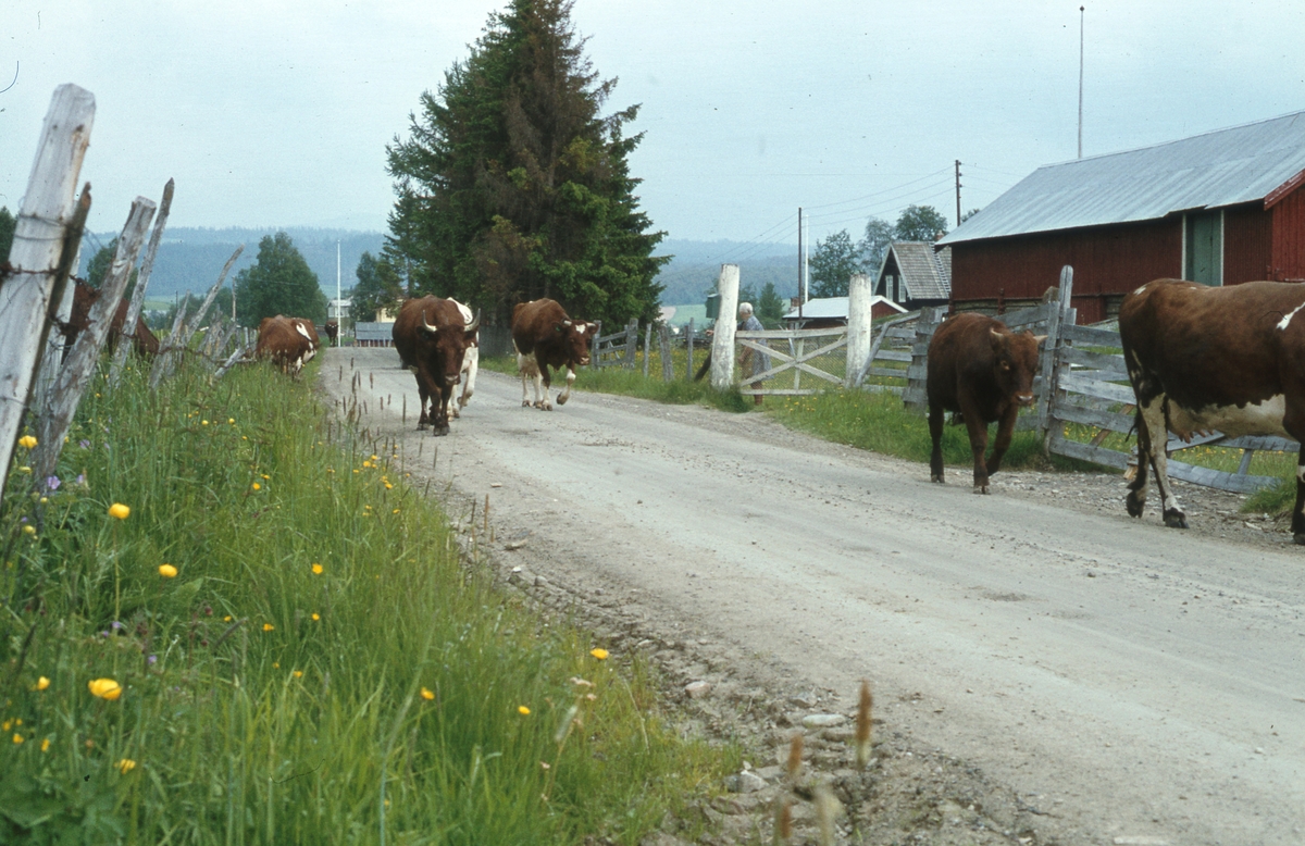 Sæterflytting Telebon/Klettdalen. 1979.