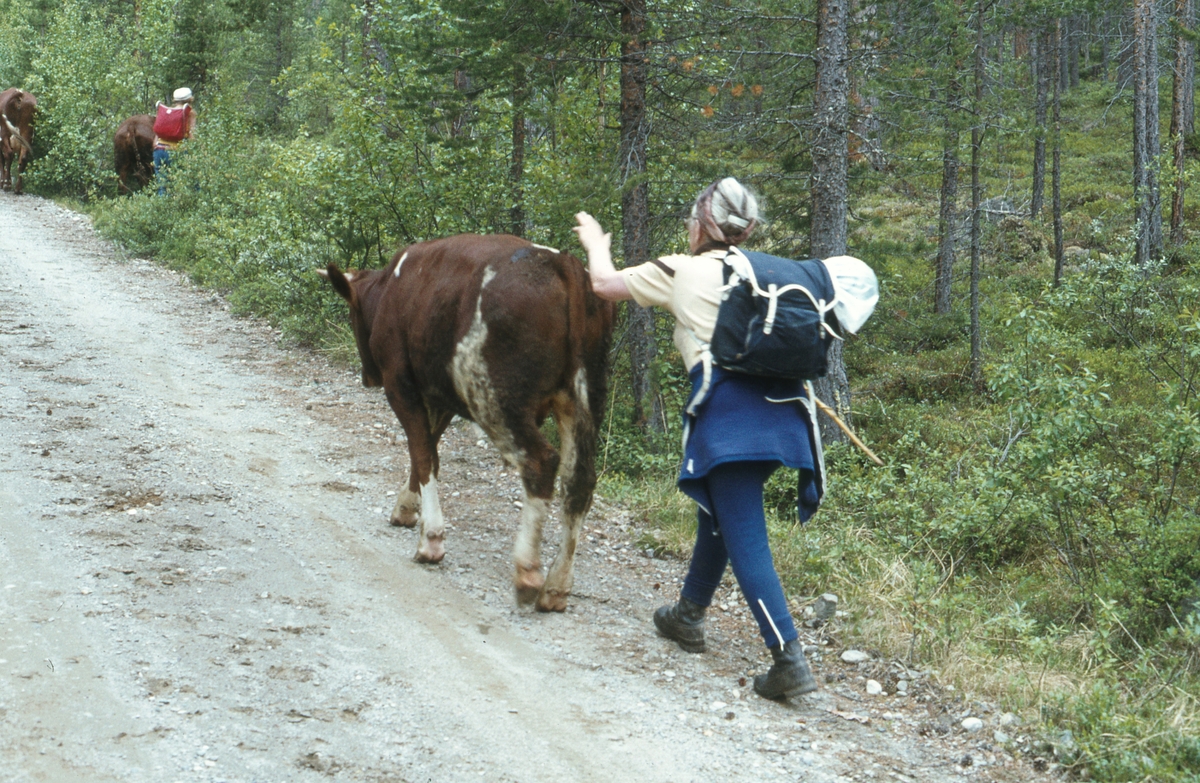 Sæterflytting Telebon/Klettdalen. 1979.