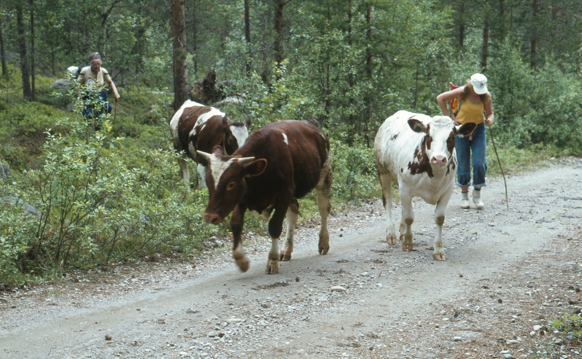 Sæterflytting Telebon/Klettdalen. 1979.