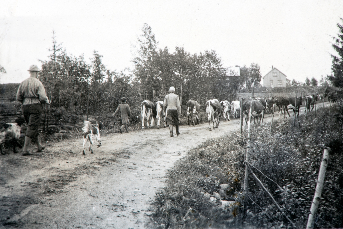 På tur til seters. Kuflokk. Ola Storbæk bakerst med sin to hunder. 1946