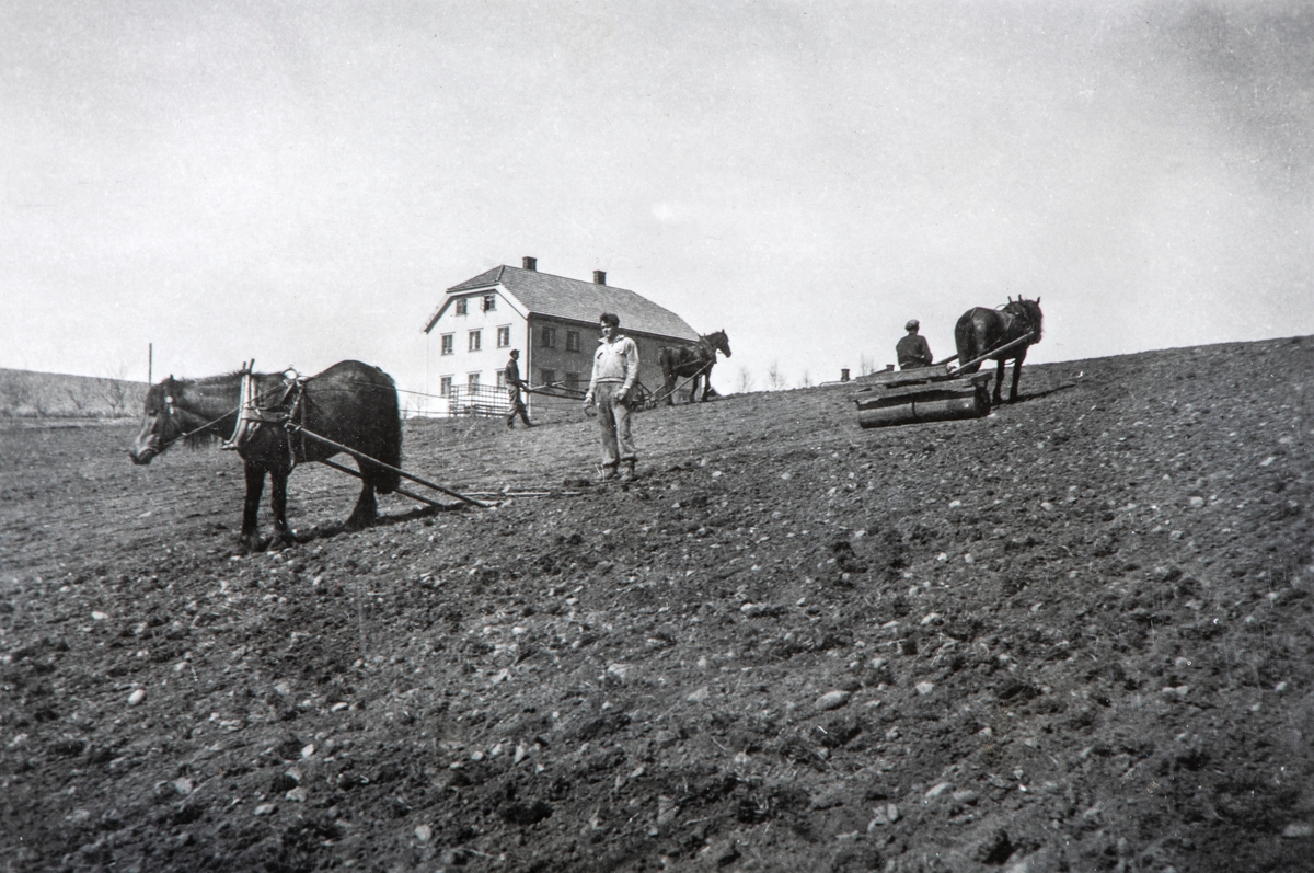 Våronn på søjordet på Grylling med 3 hester og arbeidskarer. Slutten av 1930-tallet.