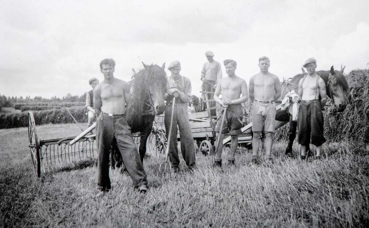 Slåttonn på Grylling gård, Løten. Hester og mye arbeidsfolk. Høyhesjer.