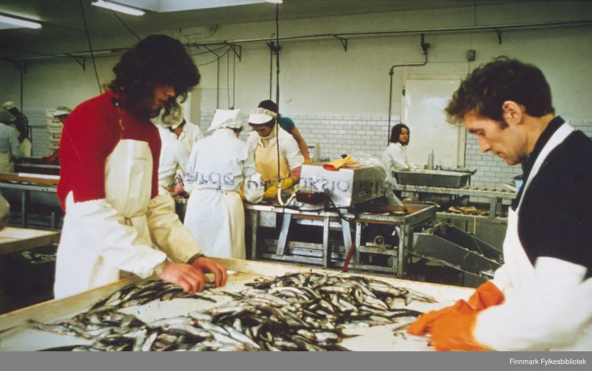 Arbeidere  i produksjonshallen på Vardø Produksjonslag.  De ser ut til å sortere Lodde. ca.1980