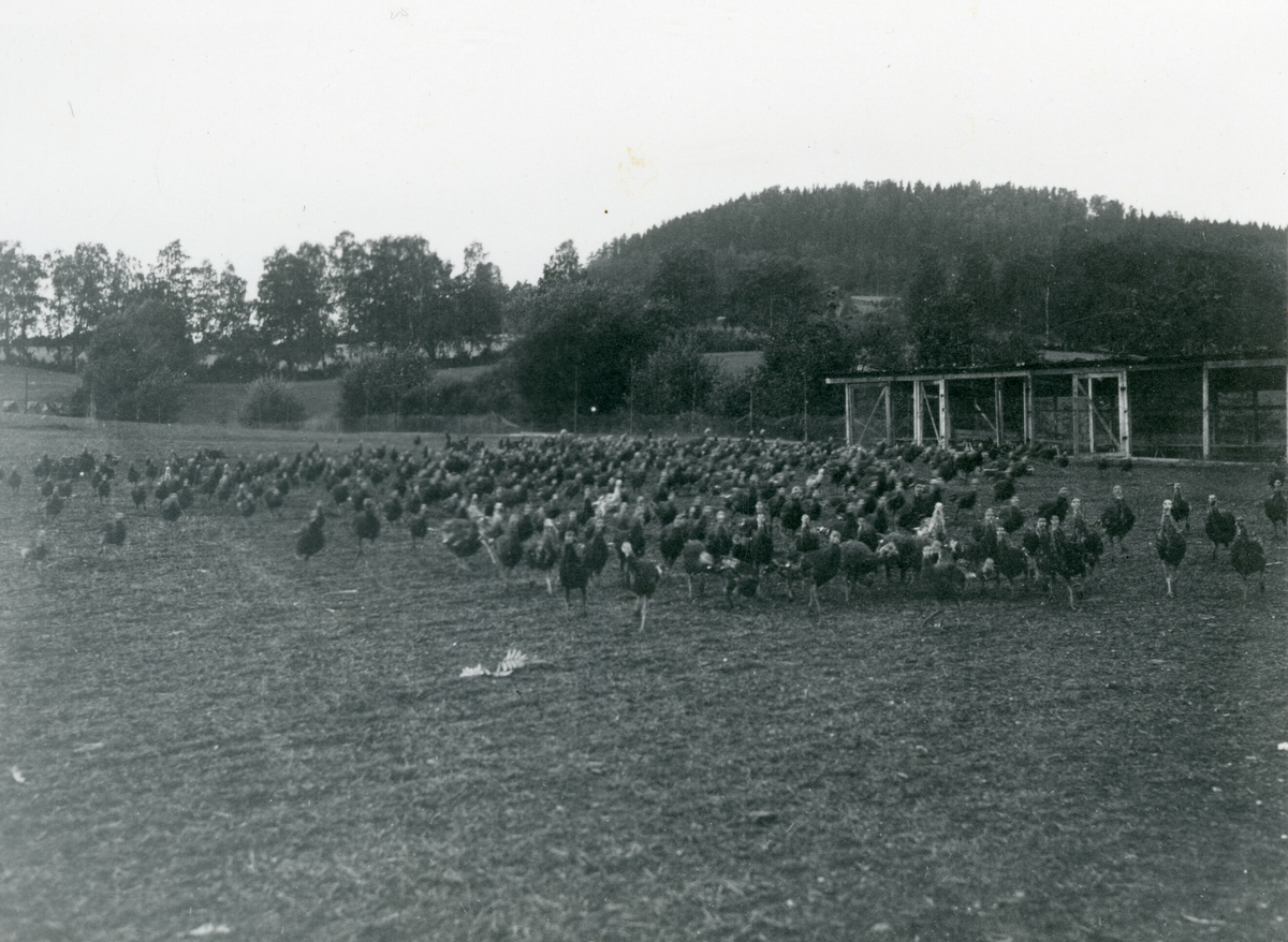 Utanfor hovudhuset og ved kalkungarden på Grefsheim, fotografert 16. august 1933.  Bilda er tatt under Kornrådets reise i august 1933.