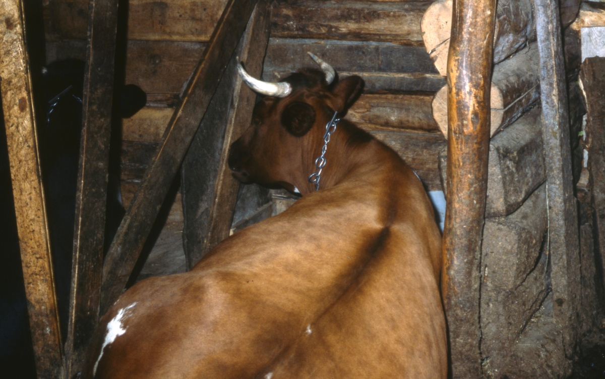 Seterliv, Klettdalen, Tolga. 1979