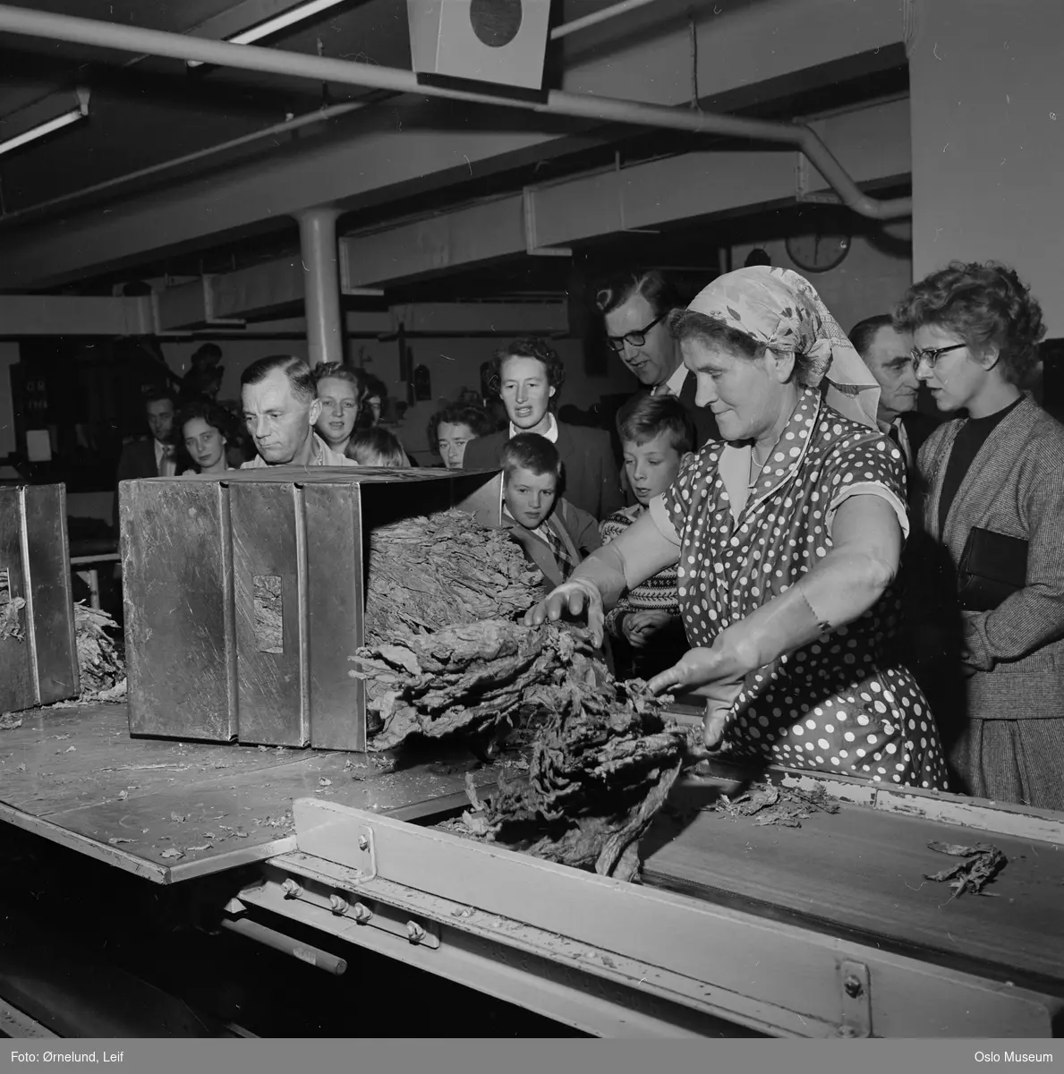 Tiedemanns Tobaksfabrik, interiør, produksjonslokale, tobakk, kvinne, tobakksarbeider, publikum, omvisning, bedriftsbesøk