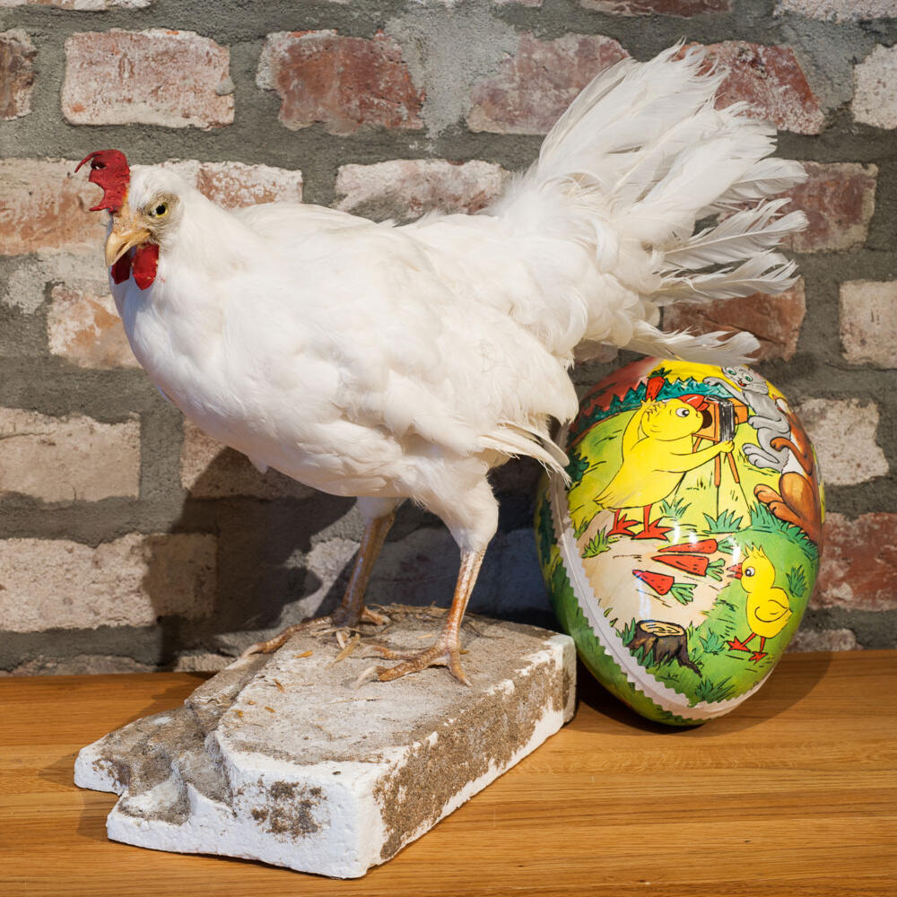 En utstoppet høne og et påskeegg med tegning av en kylling med kamera