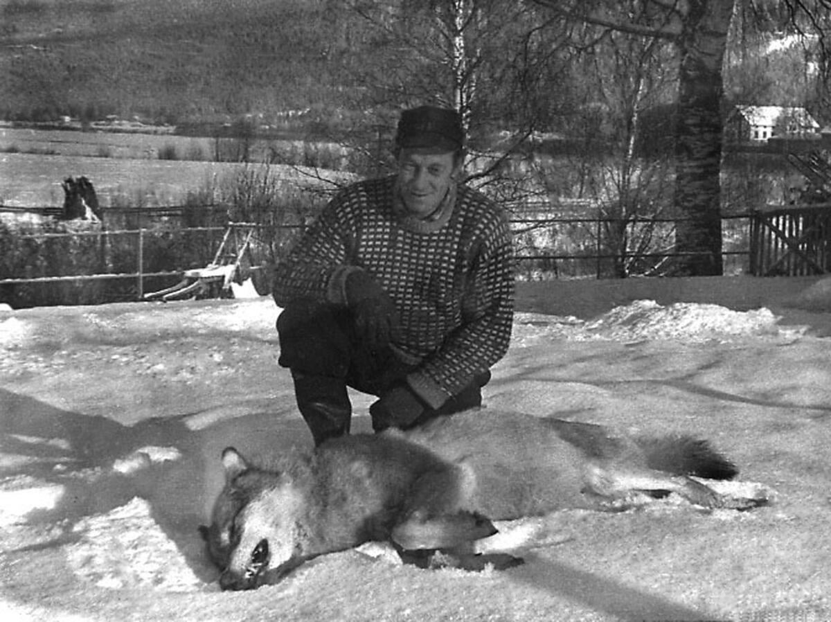 Mann med ulgenser sitter foran en ulv som er skutt