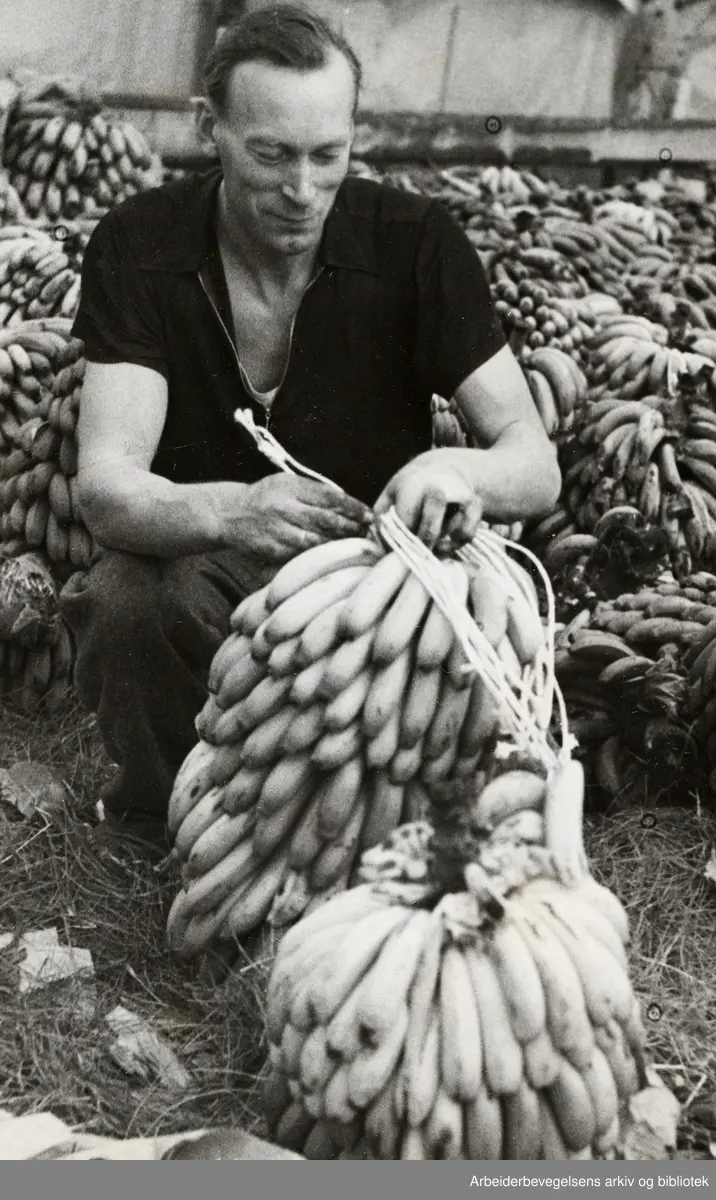 "Sydens frukt i norsk drivhus". Modning av bananer på Lindbäcks gartneri i Ulvenveien. September 1945.