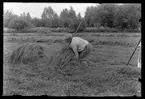 Fläckebo.
Myrslåtter vid Storängen. En 