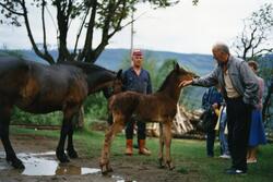 Stiftelsen Hemrom Gard: Krydderkurs på Hemrom, juni 1988, He