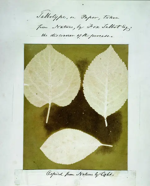 Motivet viser tre løvblader som ligger på et stykke papir.