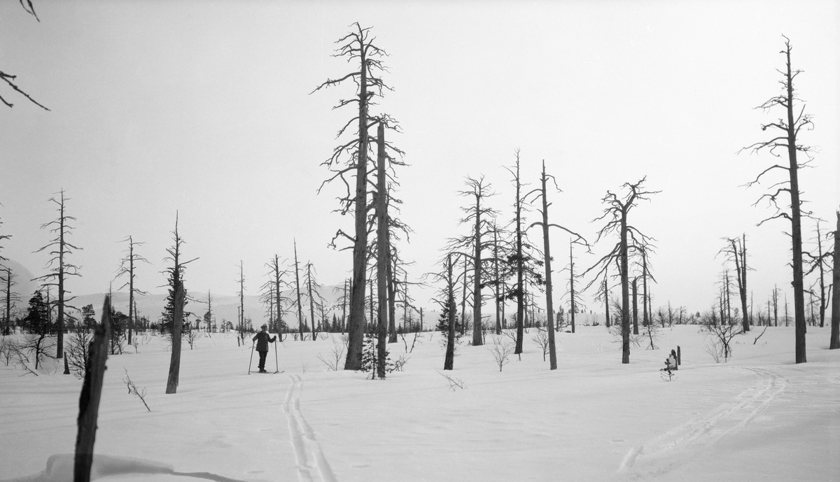 Fjellparti med tørket furuskog, fotografert på snødekt mark vinterstid.  Bildet skal være tatt på et gammel brannfelt sør for Gråhøgda i Ytre Rendalen, der det i liten grad synes å være kommet ny ungskog.  Skispor i forgrunnen, skiløper i mellomgrunnen. 