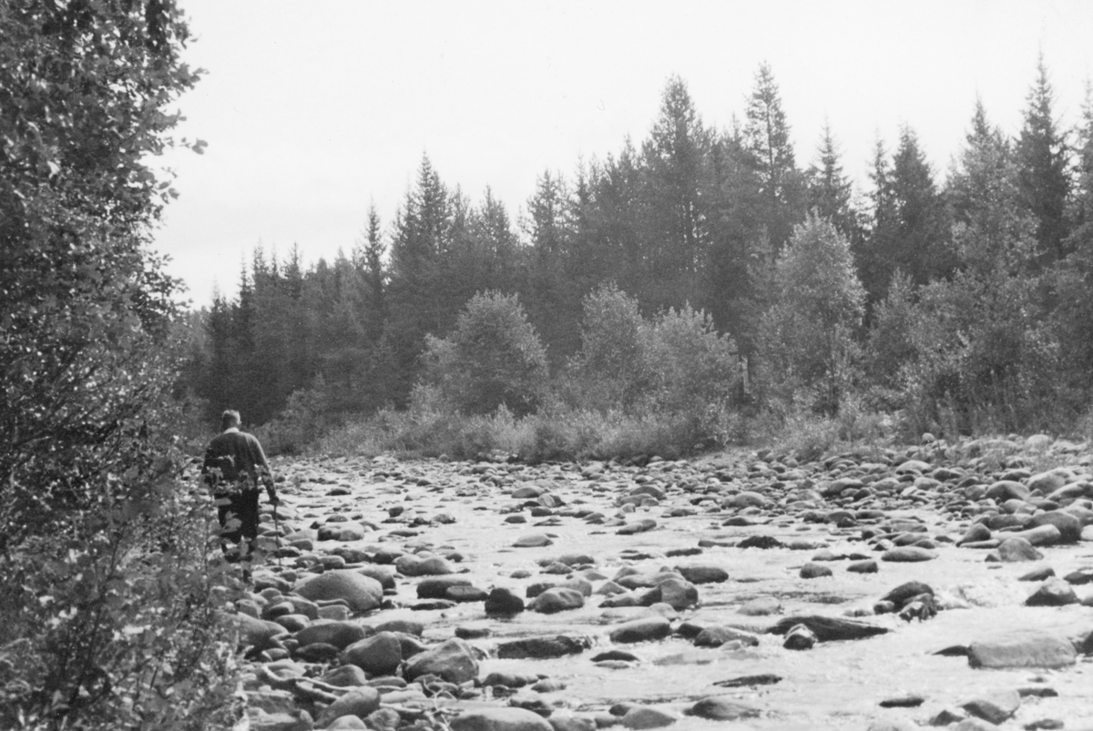 Steinete elveløp i Flena i Ytre Rendalen. Fotografiet skal være tatt på et sted som kalles Flenbuøyen på seinsommeren 1947. Det viser et steinete elveløp i et forholdsvis flatt landskap. Langs elva vokser det lauvtrær, men ellers domineres landskapet av granskog. En mann, H. Nabben gikk langs elvekanten til venstre i bildet.