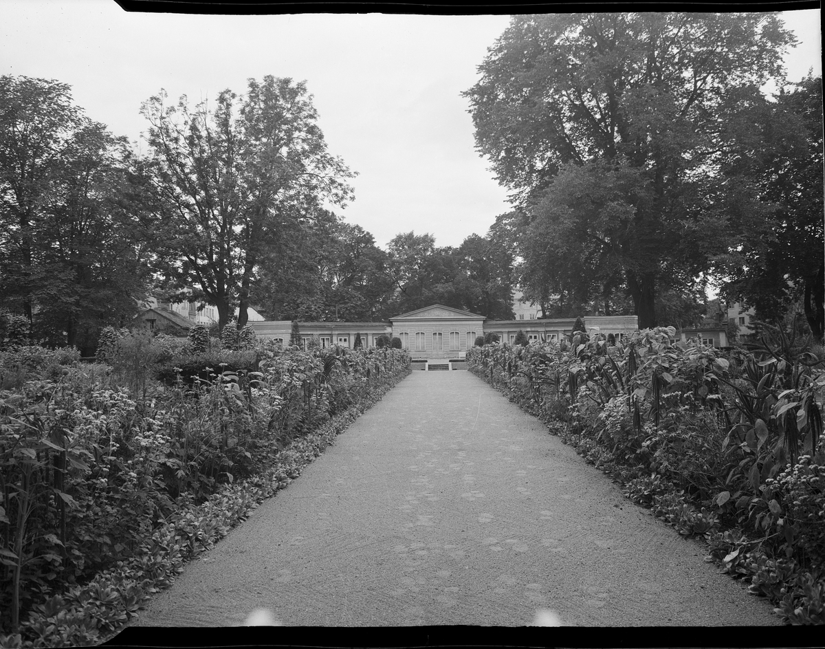Linnémuseet, Uppsala 1953