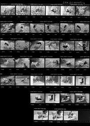 Det Norske Samlaget Lady sauehund