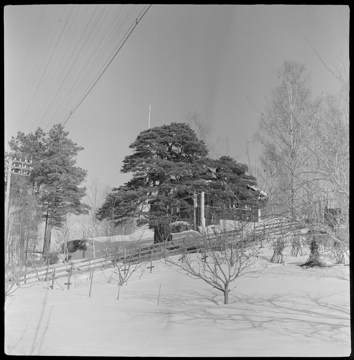 Vinter. Hytte og stor furu.
