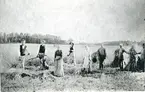 Rågskärning i Hägersta, Munktorp. 1905.