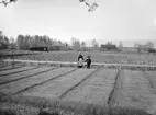 Vårbruket i sin linda på Hånger Södergård i Källstad socken 1903. Barnen hörde rimligtvis till gården och hade nog tillkallats för att ge bilden ett livligare innehåll. I bakgrunden sjön Tåkern med Omberg i väster.