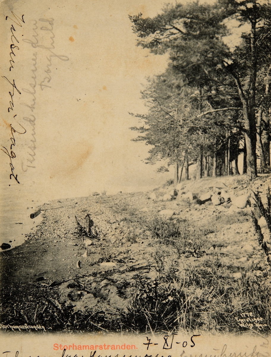 Hamar, Storhamarstranda, strandpromenaden, Ridehusstranda, furutrær