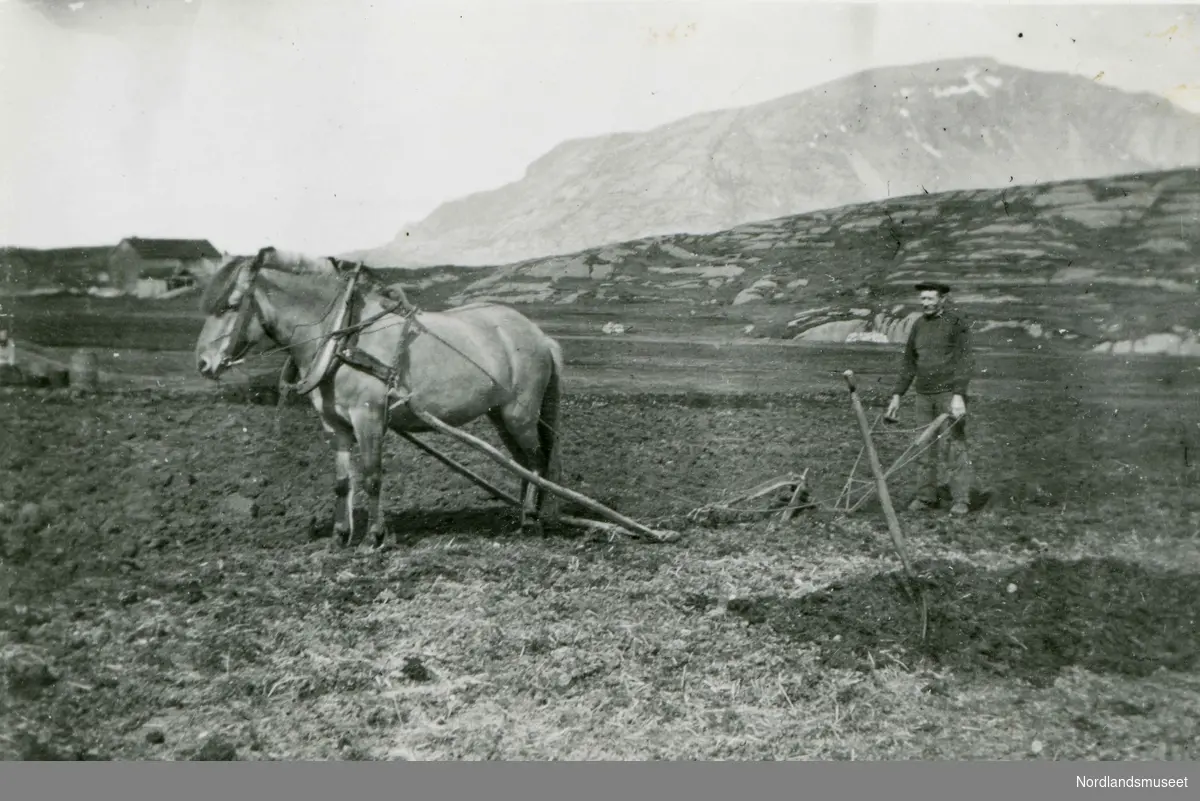 Mann med hest og plog. Hans Kristian Hansen (f. 1858) pløyer jorda på gården i Alpøy, Leiranger.