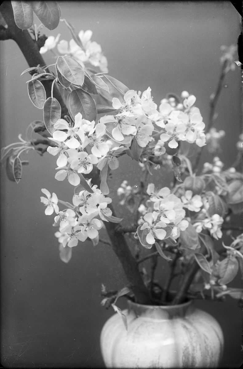 Blomvas med blommande kvistar, Östhammar