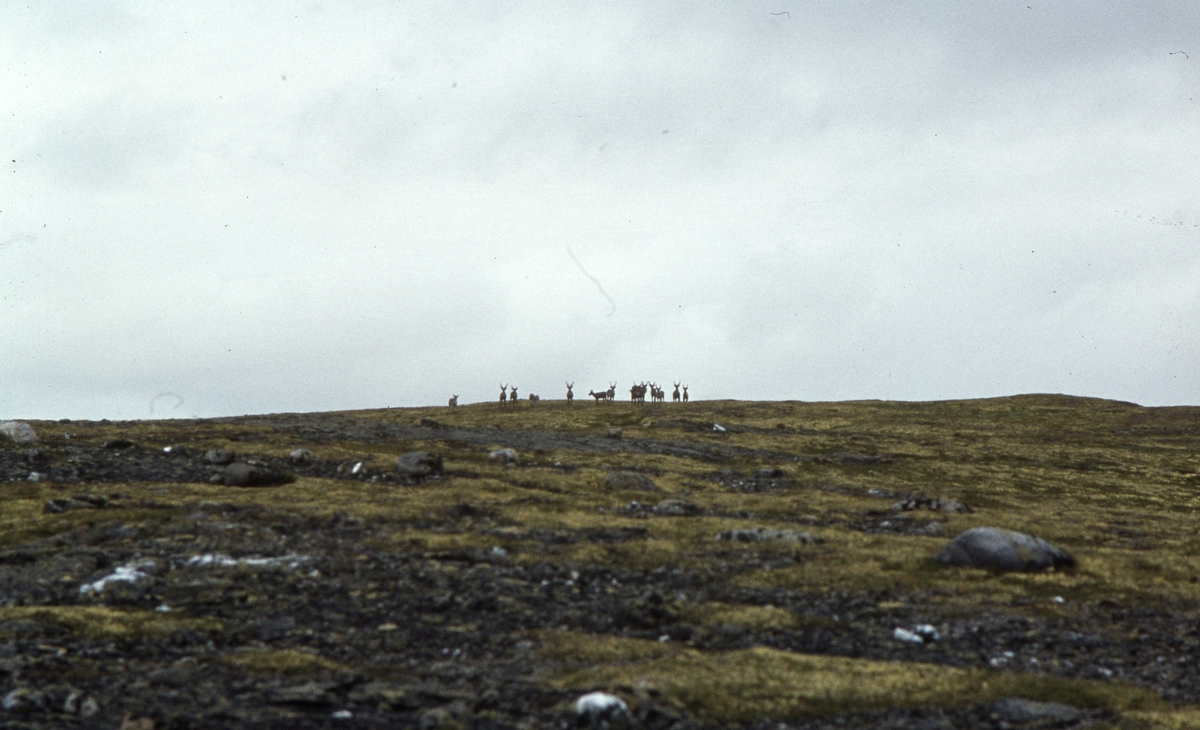 Innerdalen, august 1979. Rein