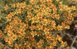 Innerdalen, august 1979.