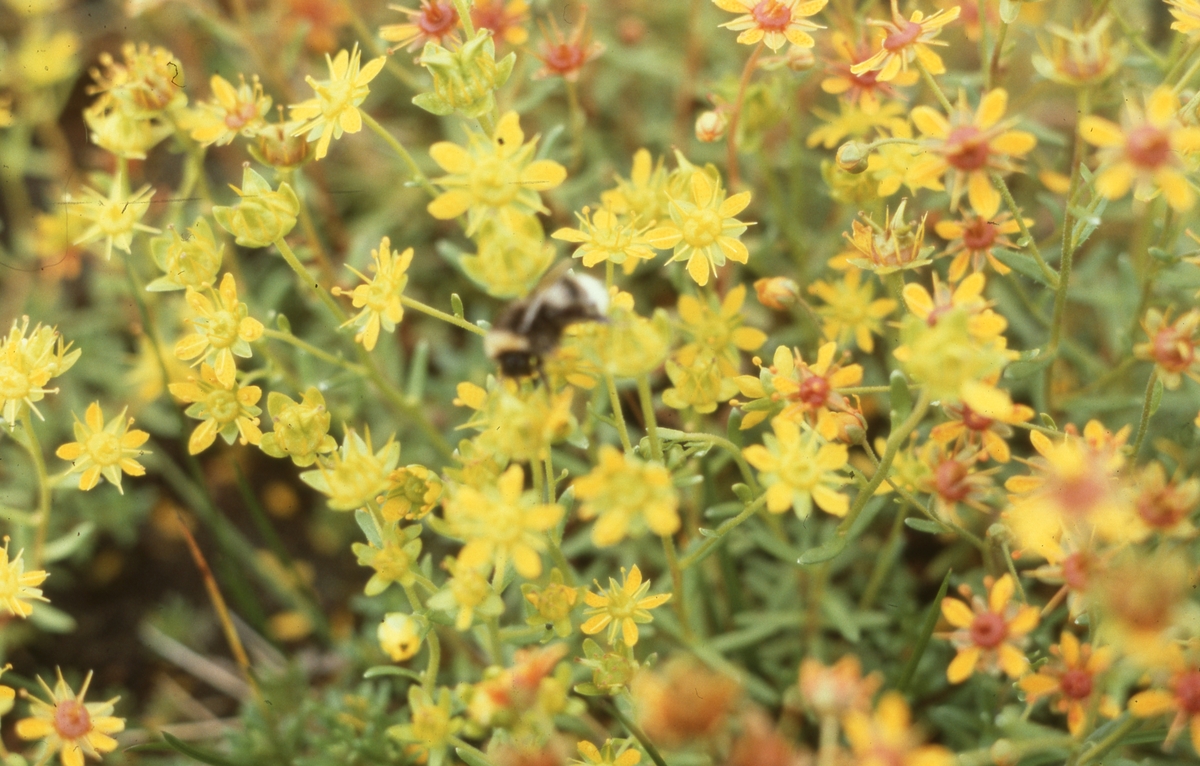 Innerdalen, august 1979.