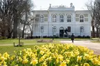 Vänersborgs museum. Påskliljor i Museieparken