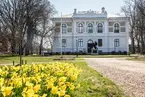 Vänersborgs museum. Påskliljor i Museieparken