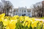 Vänersborgs museum. Påskliljor i Museieparken