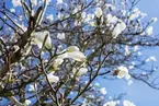 Vänersborg. Magnolian blommar i Museieparken