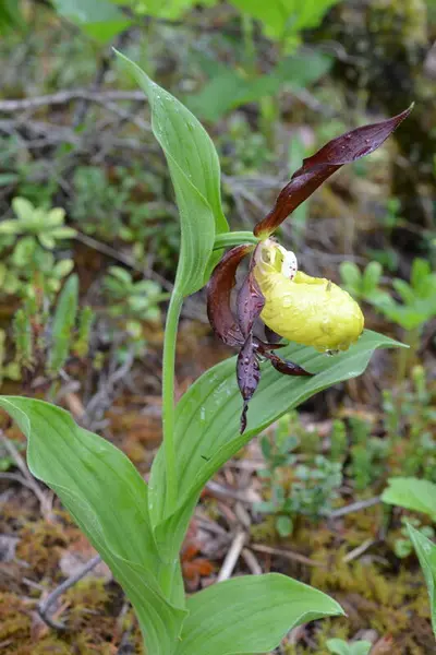 Planten Marisko. En femti cm. høy plante med ett poseforma gult blomsterblad og fire rødbrune blomsterblad.