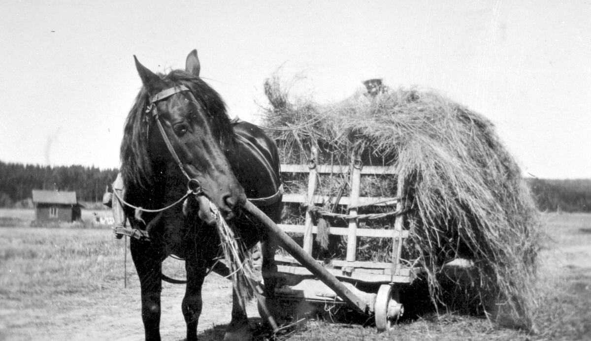 To bilder fra høyonna på Søndre Fossan, gård, høylass, høyvogn, hest, arbeidere, gårdsbruk, 1930- årene