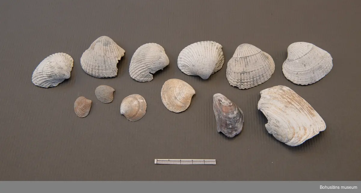 Skal från musslor och snäckor, ex. Mya Truncata, Astarte Sp (borealis?), Cardium Edule.

Fyndet påträffades i den s k "Djupa gropen", ett område som hör till ett av de äldsta mesolitiska lagren inom boplatsen, daterat till ca 9 500 - 10 000 år före nu.