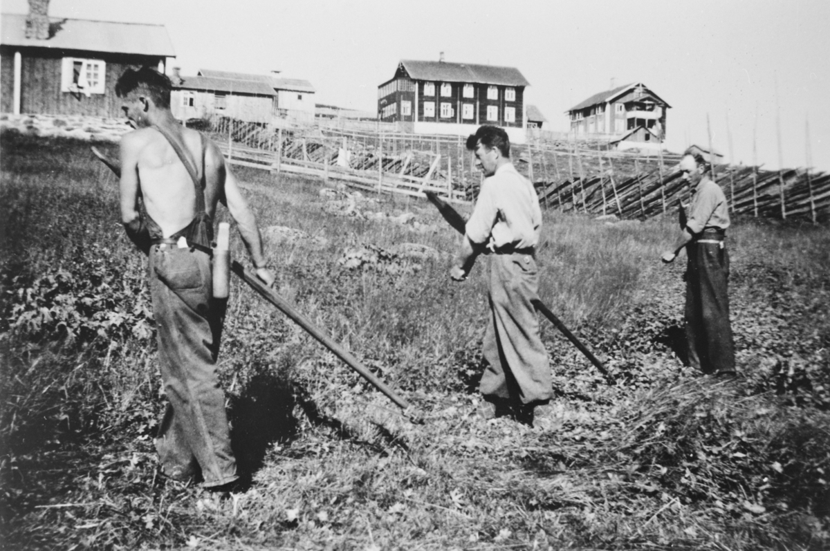 Oppland, Øyer, Hornsjø, ljåslått på Nermo-setra.  Fra venstre:  Ole Blikås, Pål Engum, Vinstra, og Torgeir Hovsløkken, Vinstra.