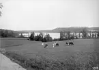 Vy över ägorna till frälsegodset Hamra i Kättilstad socken, där sjön Ämmern bildar fond. Vid tiden för bilden ägdes gården av kapten Johan Segersteen (1866-1904).